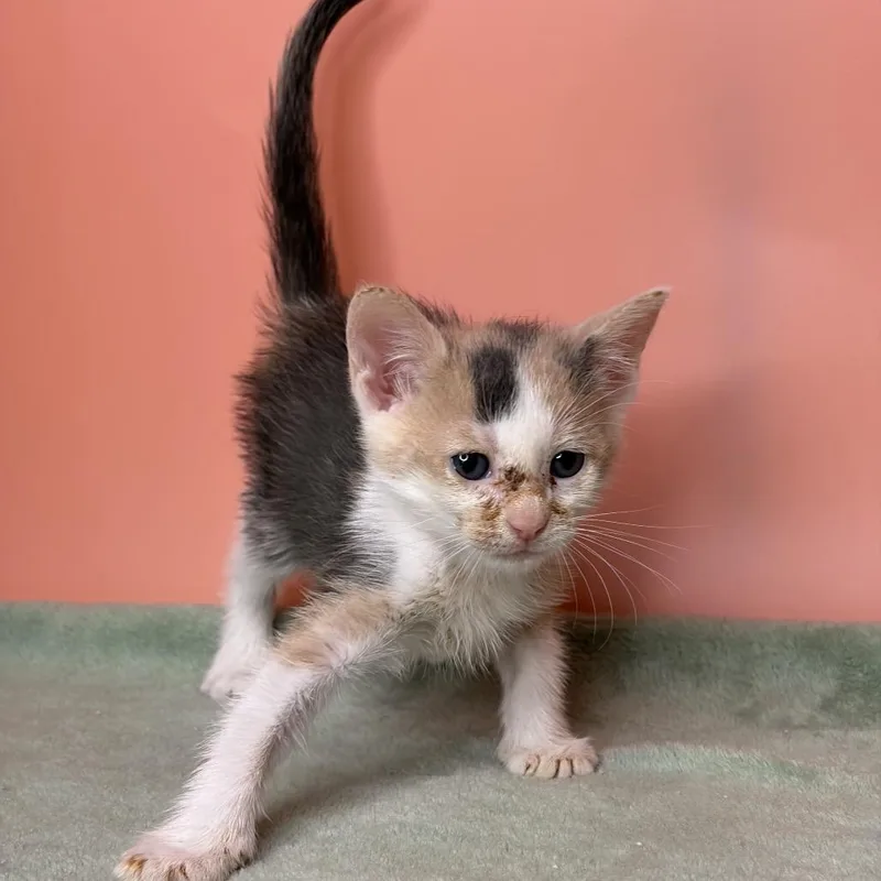 A baby small-sized female Calico Domestic Short Hair cat named Clementine for adoption in San Antonio, TX