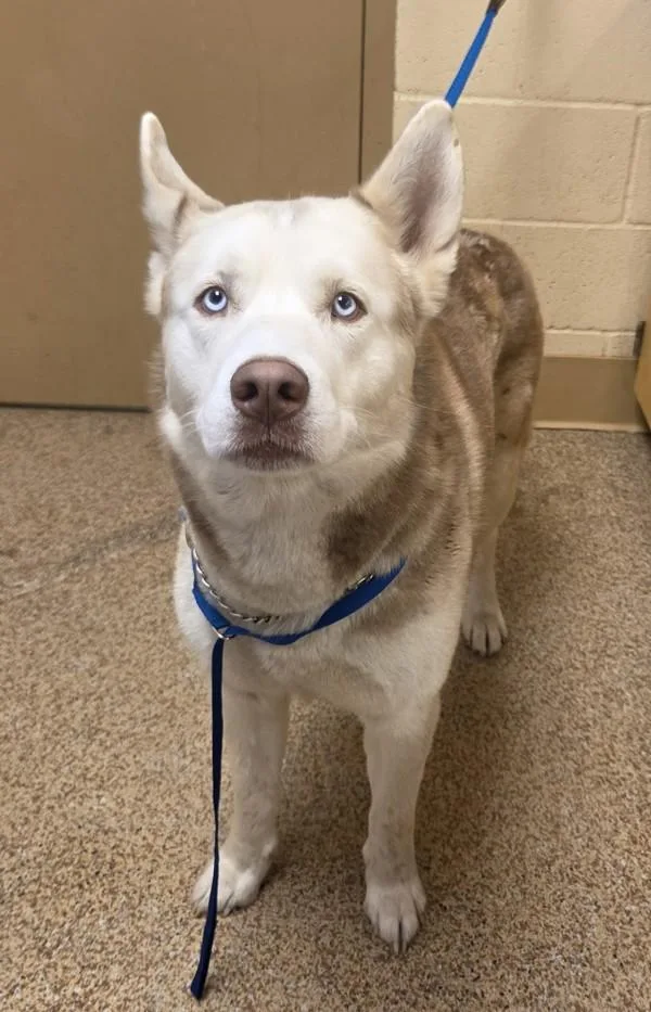 An adult large-sized male Siberian Husky dog named Fuego for adoption in Salem, OR