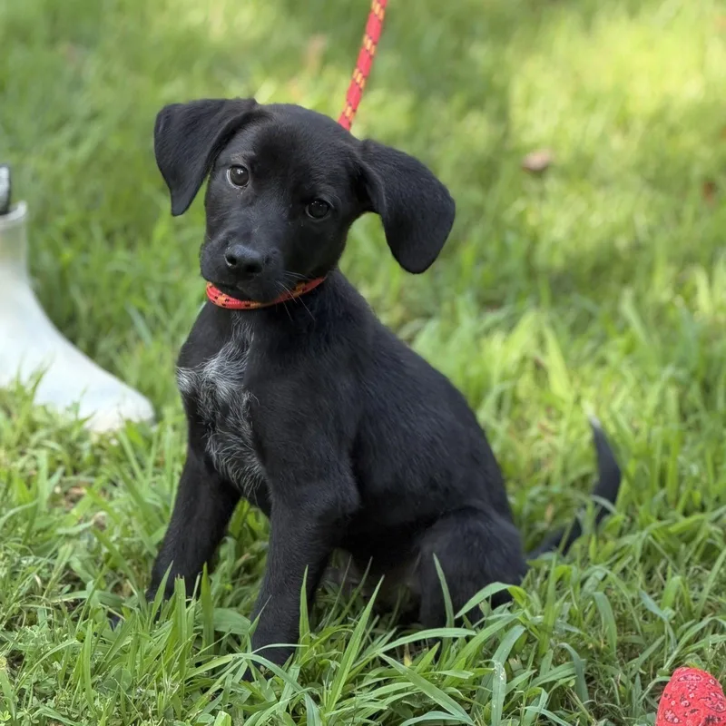 A baby small-sized male Hound dog named Linus for adoption in Locust Fork, AL