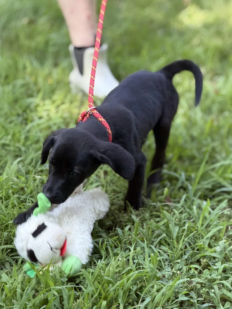 Linus thumbnail 3