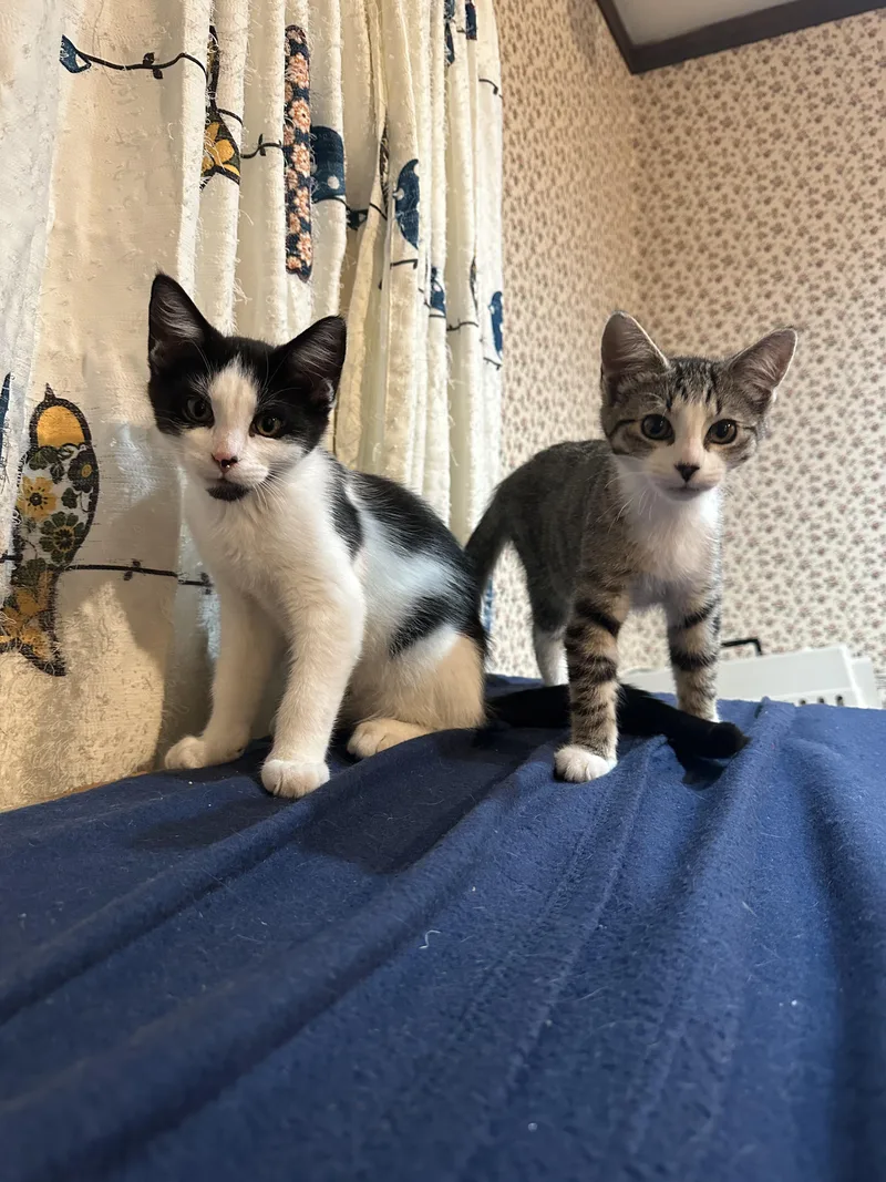 A baby medium-sized male Black & White / Tuxedo Domestic Short Hair cat named Peter for adoption in Wheaton, IL