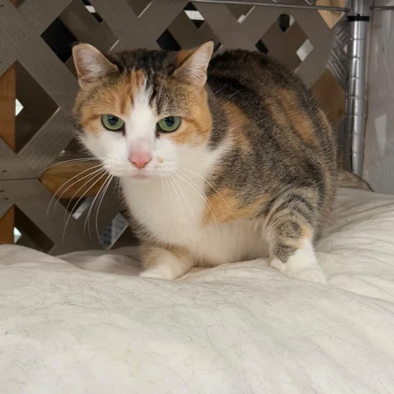 An adult small-sized female Calico Domestic Short Hair cat named Rhianna for adoption in Nokesville, VA