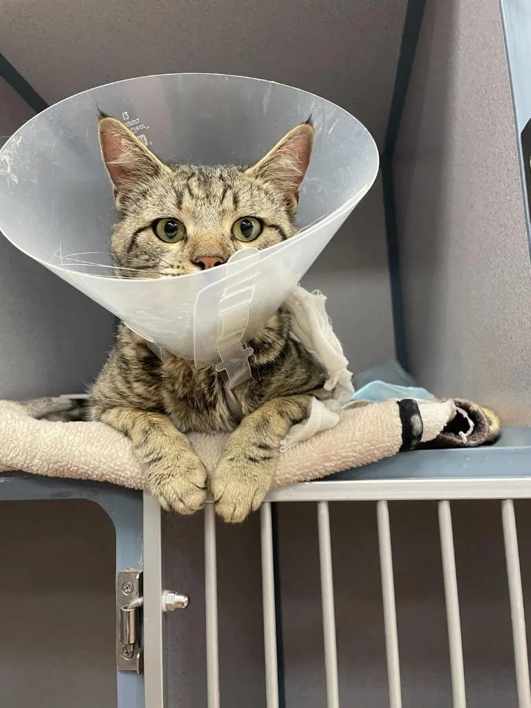 A young small-sized male Domestic Short Hair cat named Oscar for adoption in Tulsa, OK