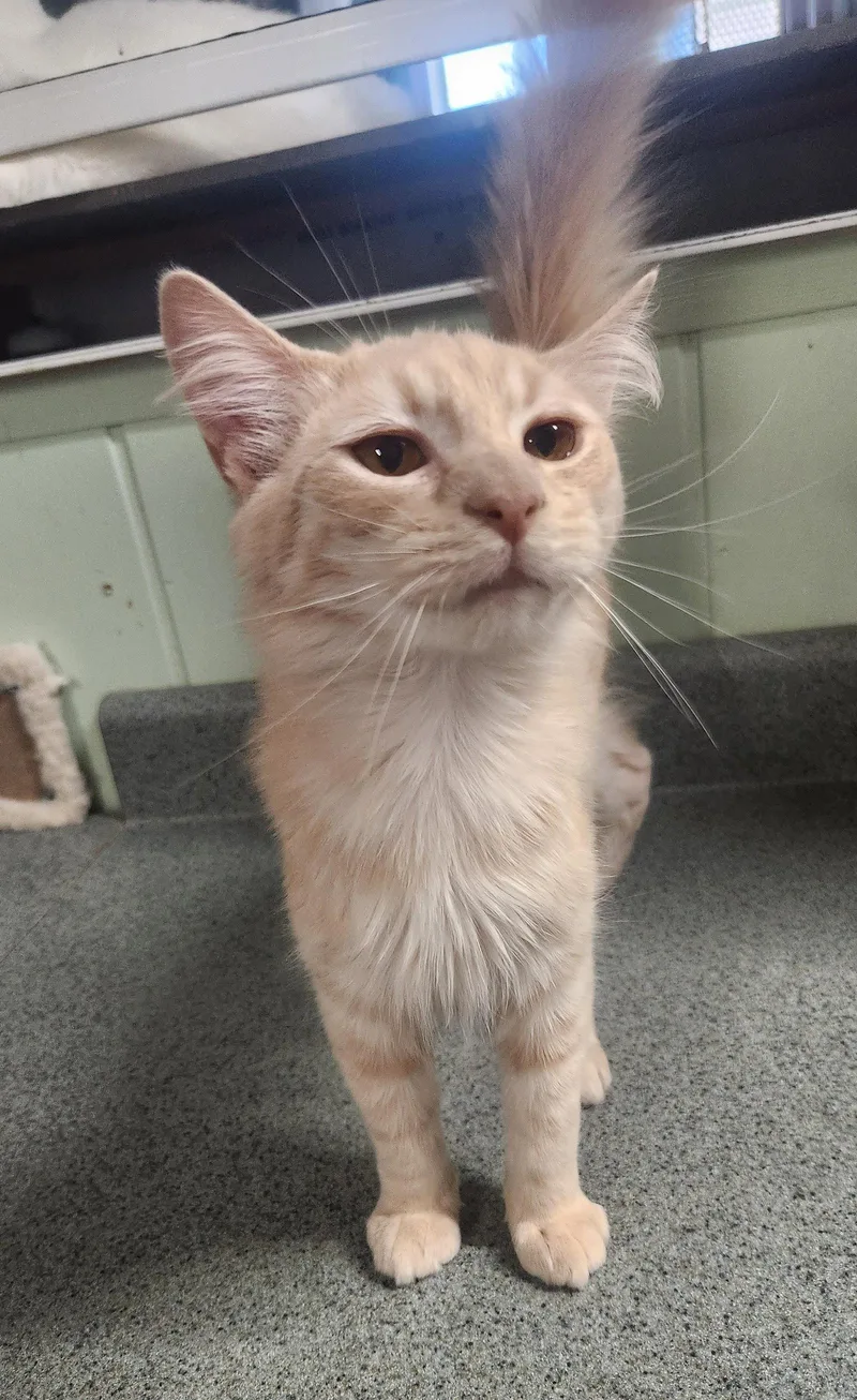 A young medium-sized male Domestic Long Hair cat named Clover for adoption in Crossville, TN