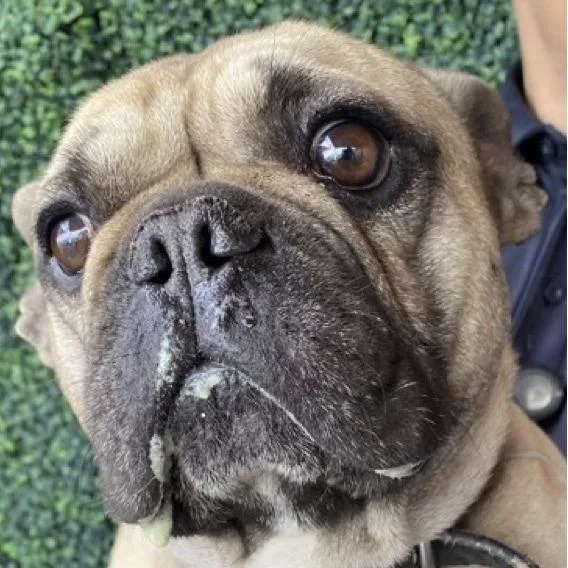 A young small-sized male Yellow / Tan / Blond / Fawn French Bulldog dog named Timmy for adoption in Tacoma, WA