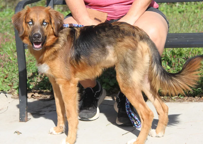 A young medium-sized male Australian Shepherd dog named Flame for adoption in Marietta, OH