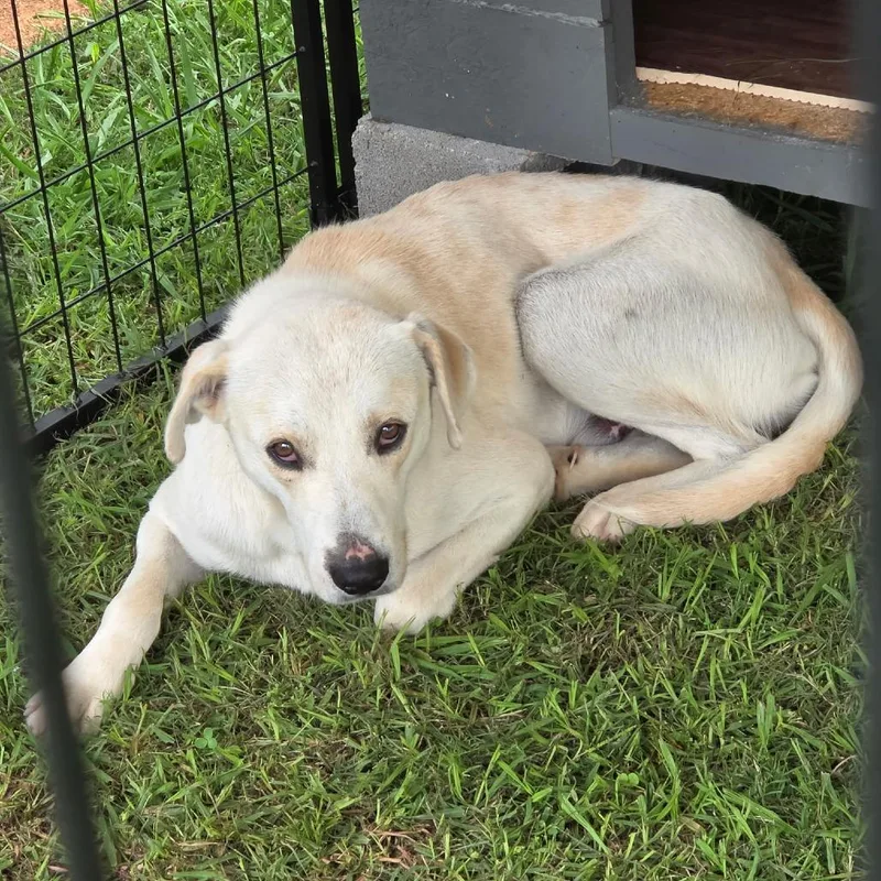 A young medium-sized female Mixed Breed dog named Jill for adoption in Rossville, GA