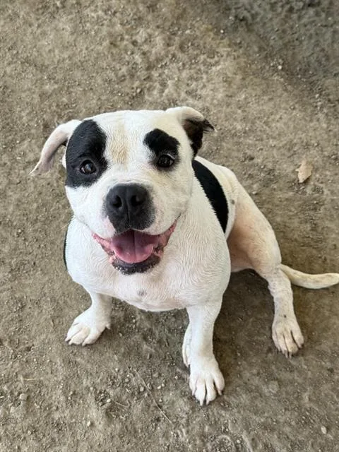 An adult medium-sized female Pit Bull Terrier dog named Mamas for adoption in Riverside, CA