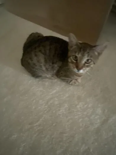 A baby medium-sized male Tabby (Brown / Chocolate) Domestic Short Hair cat named Teddy for adoption in Liverpool, TX
