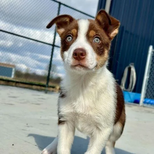 A baby small-sized male Brown / Chocolate Australian Shepherd dog named Dash for adoption in Matteson, IL