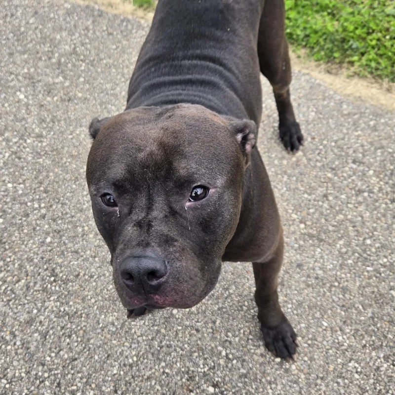 An adult large-sized male Brown / Chocolate Rottweiler dog named Ronno for adoption in Xenia , OH
