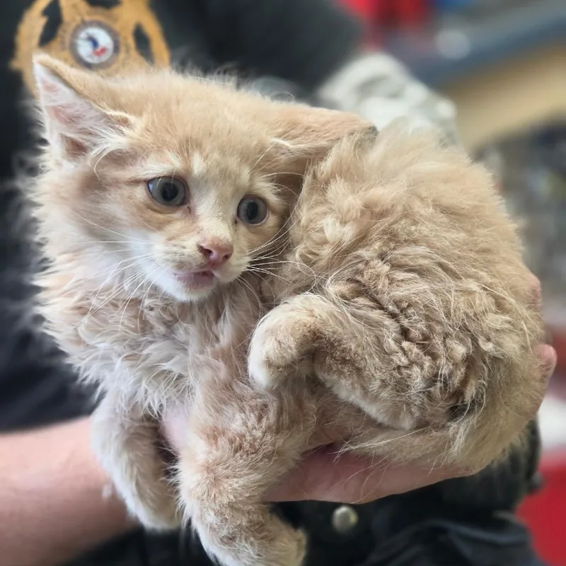 A baby small-sized male Buff / Tan / Fawn Domestic Medium Hair cat named Fluff Meister for adoption in Windsor, VA