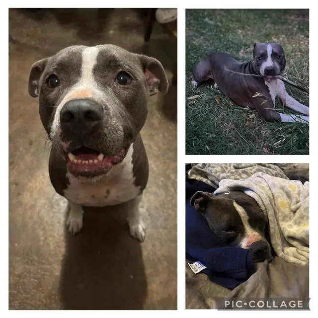 An adult medium-sized female American Staffordshire Terrier dog named Ophelia for adoption in San Antonio, TX