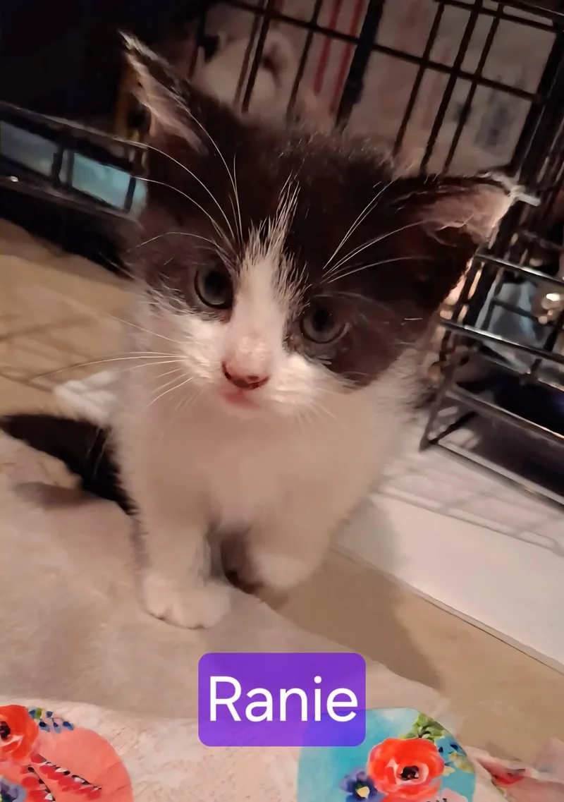 A young small-sized female Black & White / Tuxedo Domestic Short Hair cat named Rycar & Ranie for adoption in Pittsburgh, PA