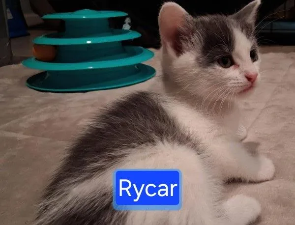 Rycar & Ranie thumbnail 2