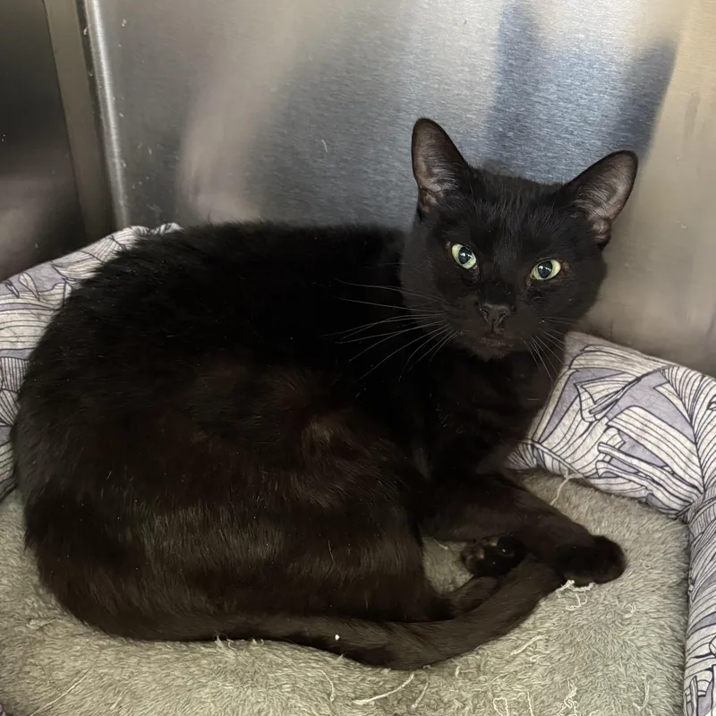 An adult medium-sized female Black Domestic Short Hair cat named Beauty for adoption in Wantagh, NY