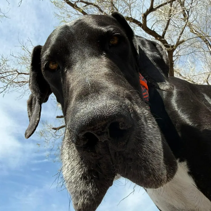 An adult extra large-sized male Black Great Dane dog named Nemo for adoption in Bullard, TX