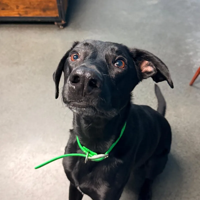 An adult large-sized male Black Labrador Retriever dog named Preston for adoption in Idaho Falls, ID