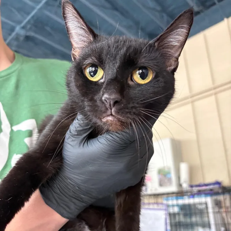An adult medium-sized female Black Domestic Short Hair cat named Toothless for adoption in Huntington, WV