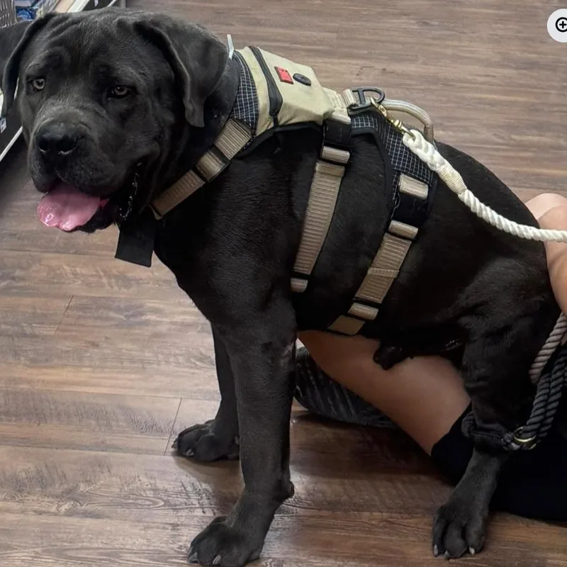 An adult extra large-sized male Gray / Blue / Silver Cane Corso dog named Sancho for adoption in Odessa, TX