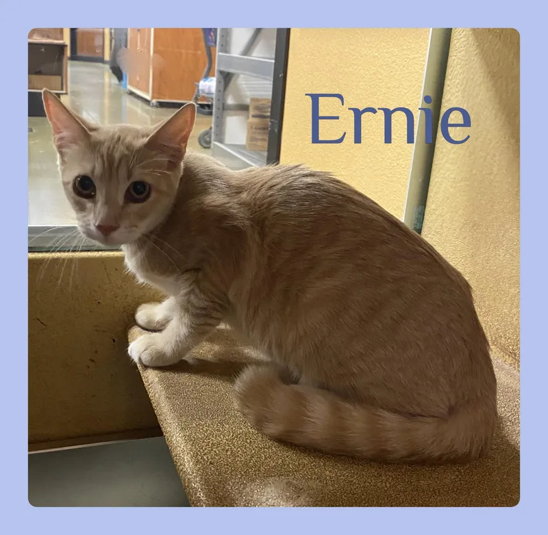 Ernie