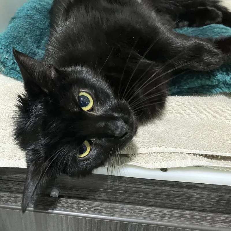 A young medium-sized female Black Domestic Short Hair cat named Angelina Jolie for adoption in Oak Park, IL
