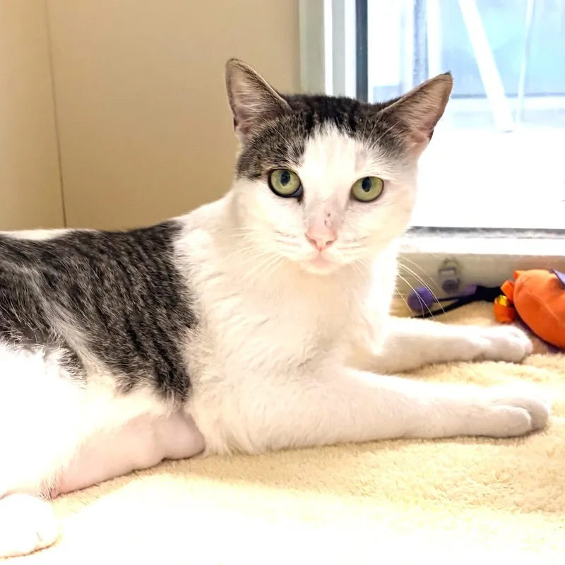An adult large-sized female White Domestic Short Hair cat named Martha Stewart for adoption in Sarasota, FL