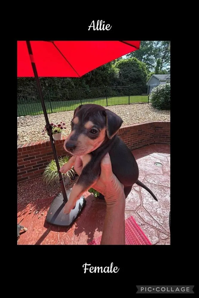A baby medium-sized female Beagle dog named Allie for adoption in Willingboro, NJ