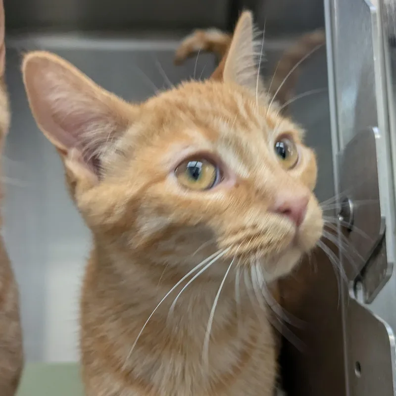 A young small-sized female Orange / Red Domestic Short Hair cat named Molly for adoption in Mount Pleasant, MI