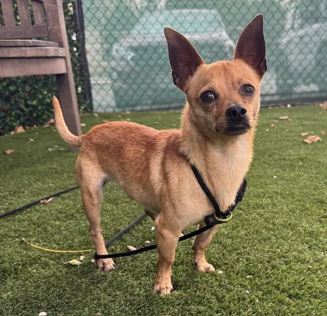 A young small-sized male Chihuahua dog named Chad for adoption in Santa Maria, CA