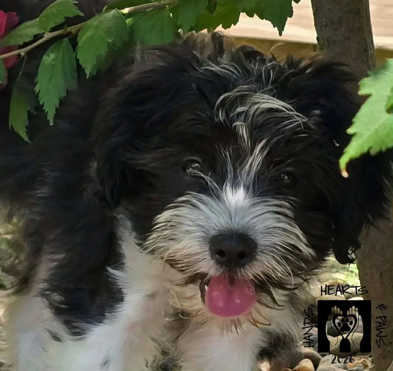 A baby small-sized male Black Shih Tzu dog named Mbappe' for adoption in Omaha, NE