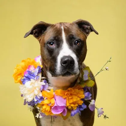 An adult large-sized female American Bulldog dog named Dessa for adoption in Atlanta, GA