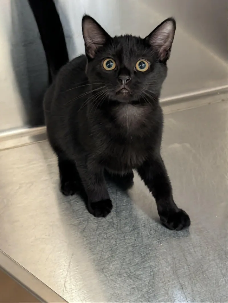 A baby medium-sized female Black Domestic Short Hair cat named Rosamund for adoption in Chambersburg, PA