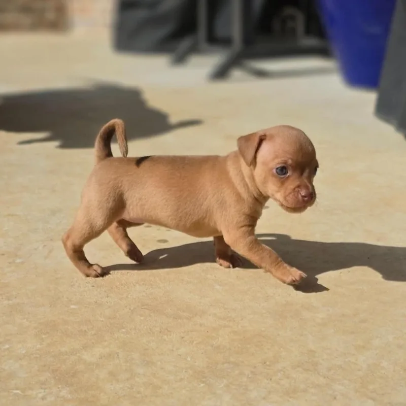 A baby small-sized female Chihuahua dog named Victoria for adoption in Justin, TX