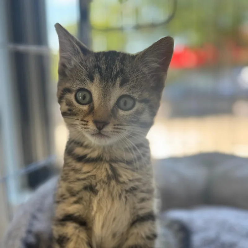 A baby small-sized male Brown / Chocolate Domestic Short Hair cat named Professor for adoption in Chesapeake, VA