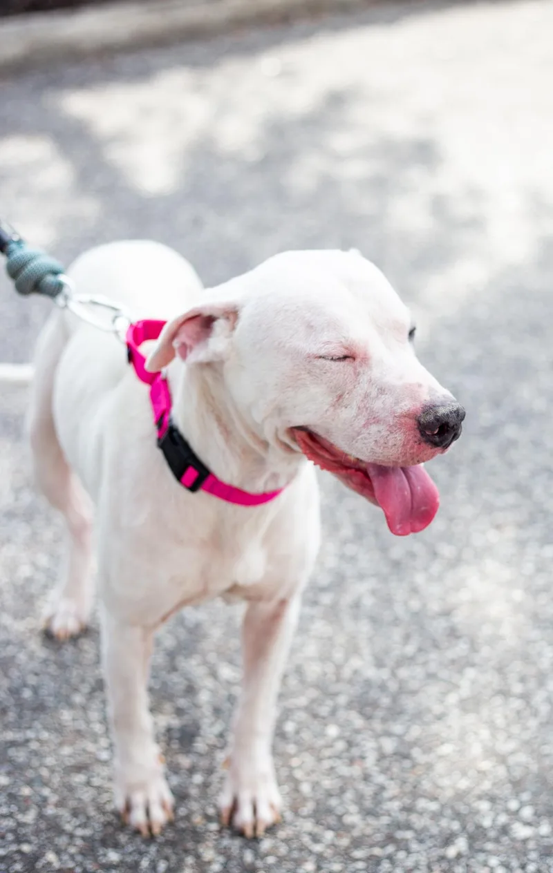 A baby medium-sized female American Staffordshire Terrier dog named Meredith for adoption in tampa, FL