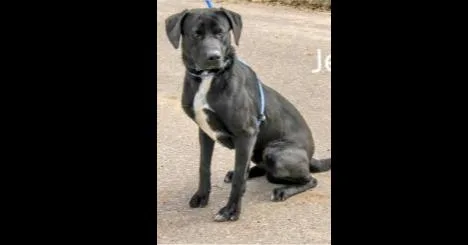 A young large-sized male Mixed Breed dog named Deputy Dawgs: Jesse for adoption in Dallas, TX