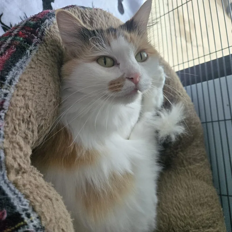 An adult medium-sized female Calico Domestic Long Hair cat named Esther for adoption in Fort Smith, AR