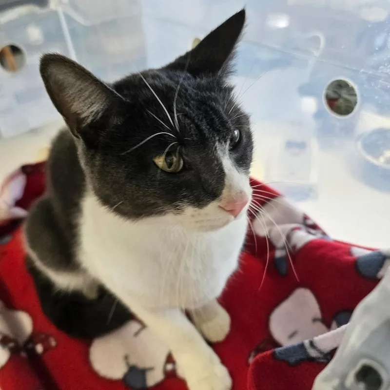 An adult medium-sized male Domestic Short Hair cat named Eddie Munster for adoption in Evansville, IN