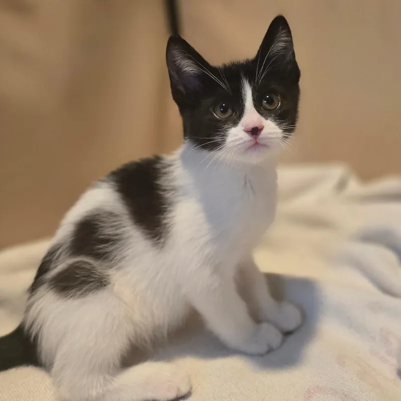 A baby small-sized male Black Domestic Short Hair cat named Oreo for adoption in Talent, OR