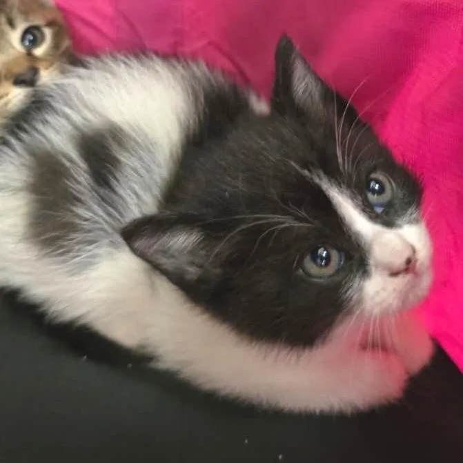 Oreo thumbnail 2