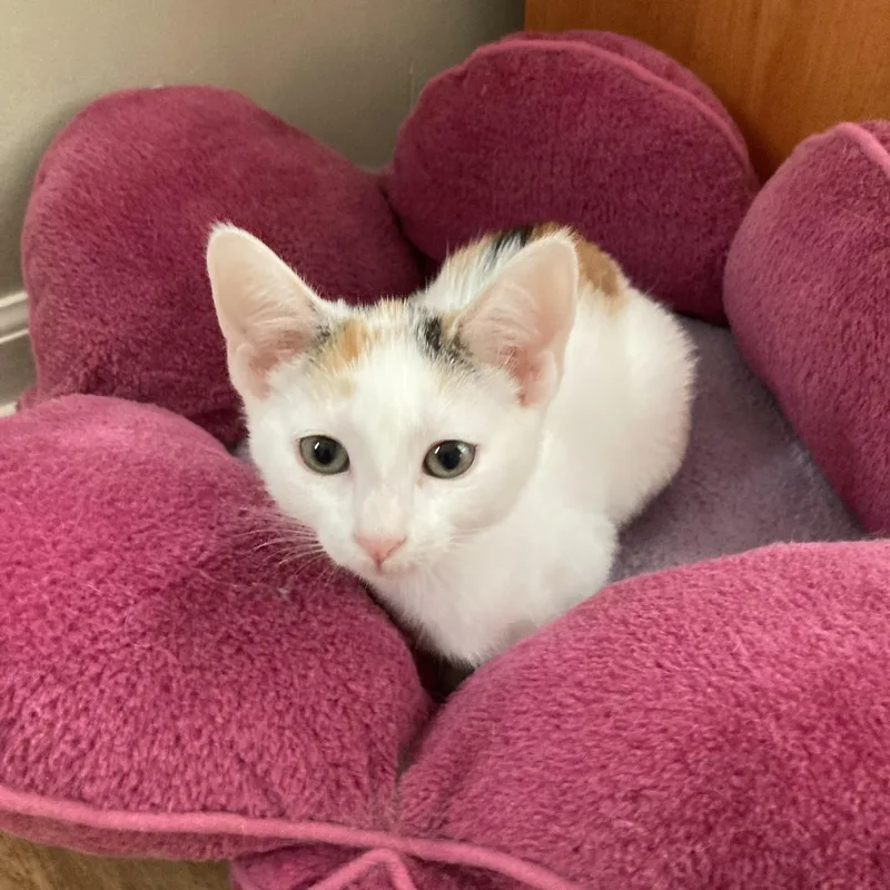 A baby medium-sized female Calico Domestic Short Hair cat named Hailey for adoption in Greensboro, NC