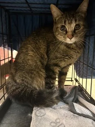 An adult medium-sized female Domestic Short Hair cat named Mahogany for adoption in Palm Coast, FL