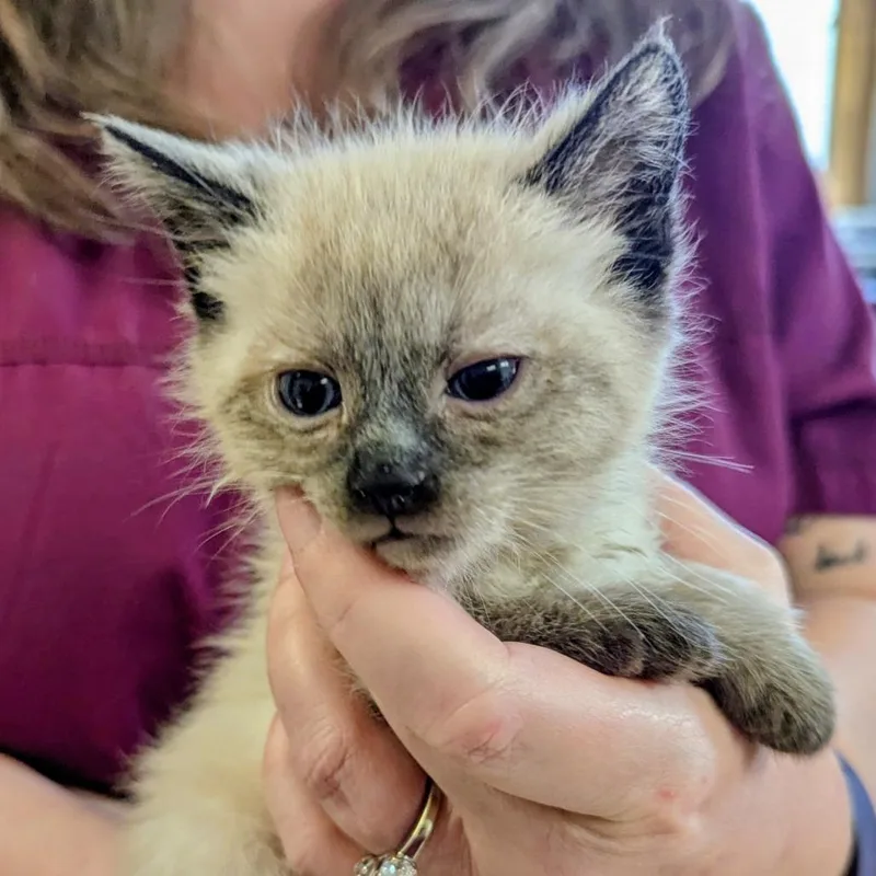A baby small-sized male Buff / Tan / Fawn Siamese cat named Wolke for adoption in Marysville, OH