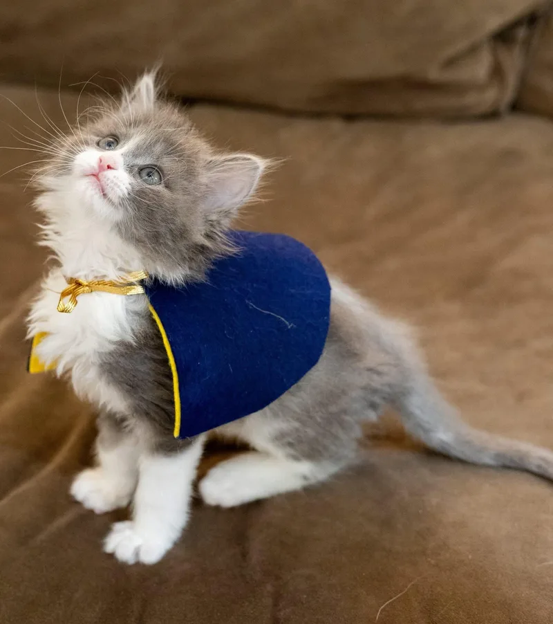 Merlin