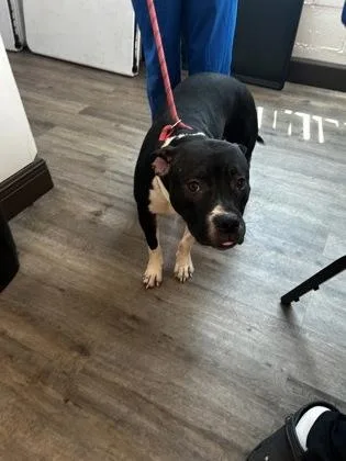A young medium-sized female Pit Bull Terrier dog named Fancy for adoption in Palm Coast, FL