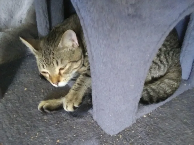 A baby medium-sized male Tabby (Buff / Tan / Fawn) Domestic Short Hair cat named Walker for adoption in Port Wentworth, GA