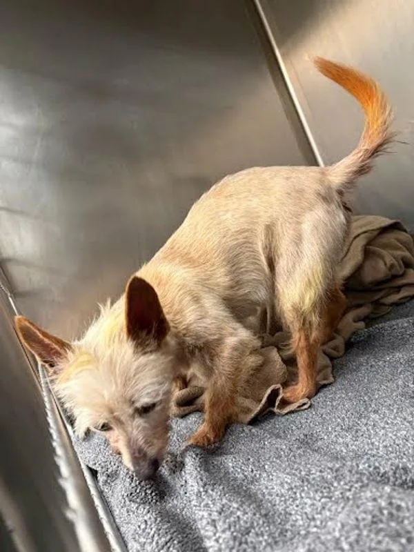 A senior small-sized female Mixed Breed dog named Sunflower for adoption in Austin, TX