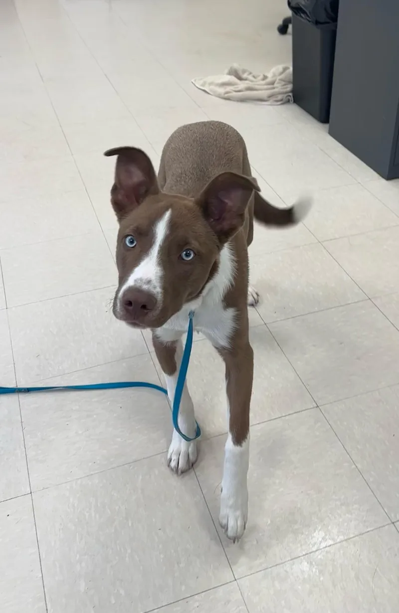 A baby medium-sized male Brown / Chocolate Shepherd dog named Buster for adoption in Clayton, NJ