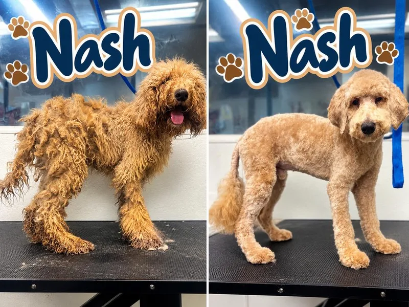 A baby medium-sized male Goldendoodle dog named Nash for adoption in Canton , GA